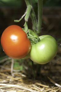 Tomato