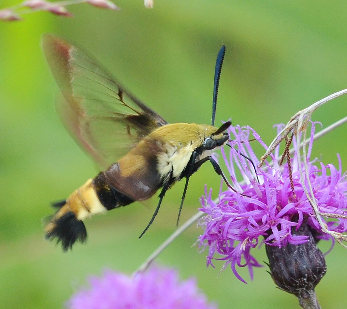 Hummingbird Moth