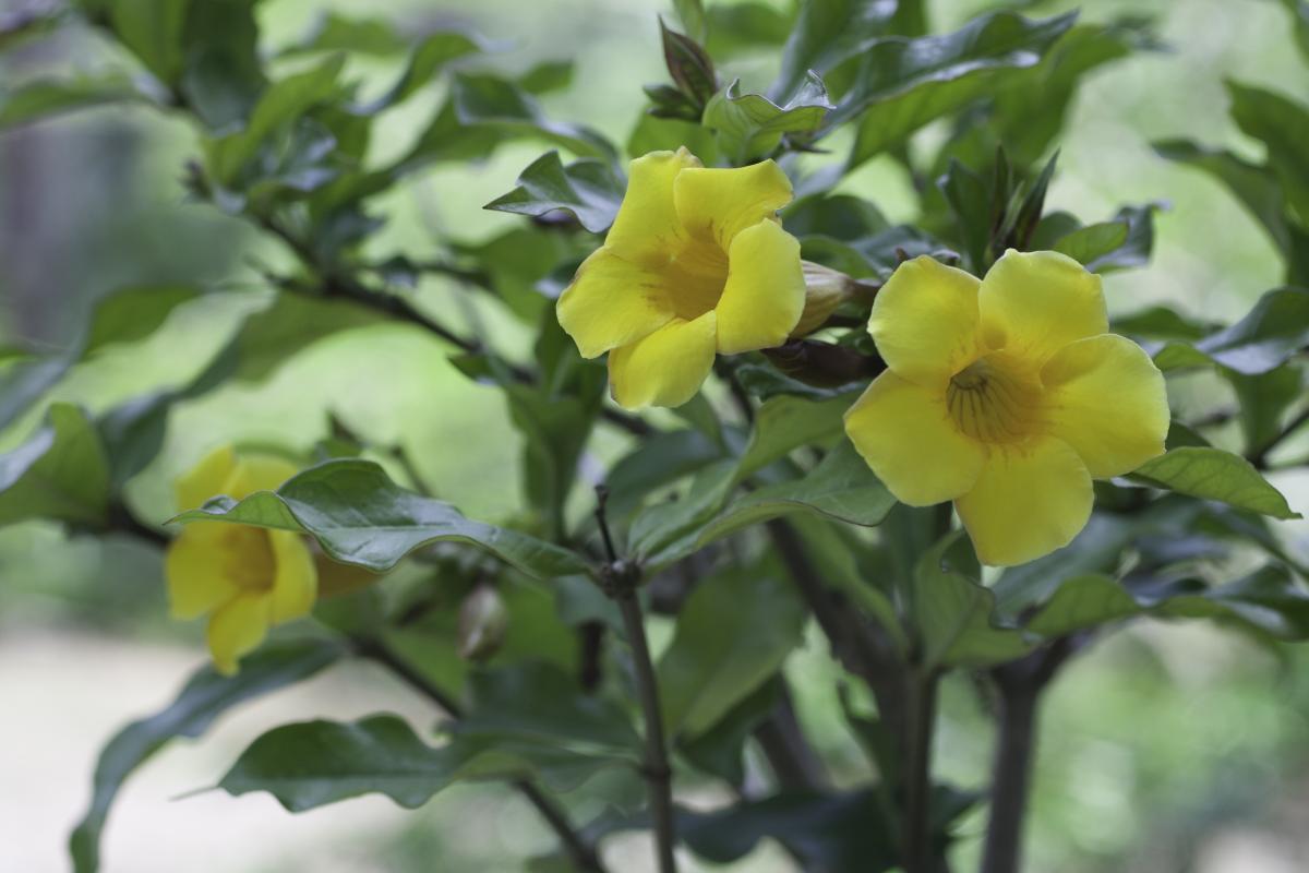 Allamanda at Wendy Sollecito's