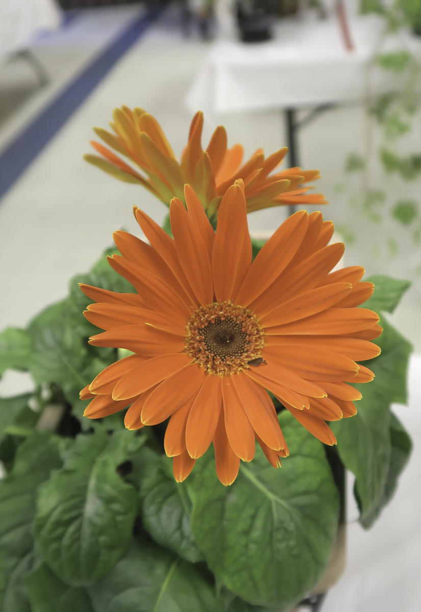 Gerbera Daisy