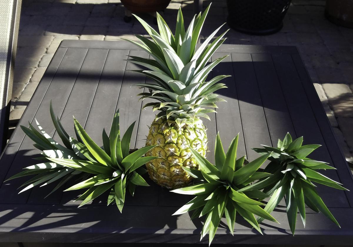 Joanne "Jo Jo" Lucibello's Pineapples